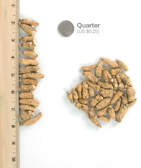 American Ginseng Short Small #2 | Cultivated in Marathon County, Wisconsin | 2oz Box | Hsu's GinsengSKU 115-2