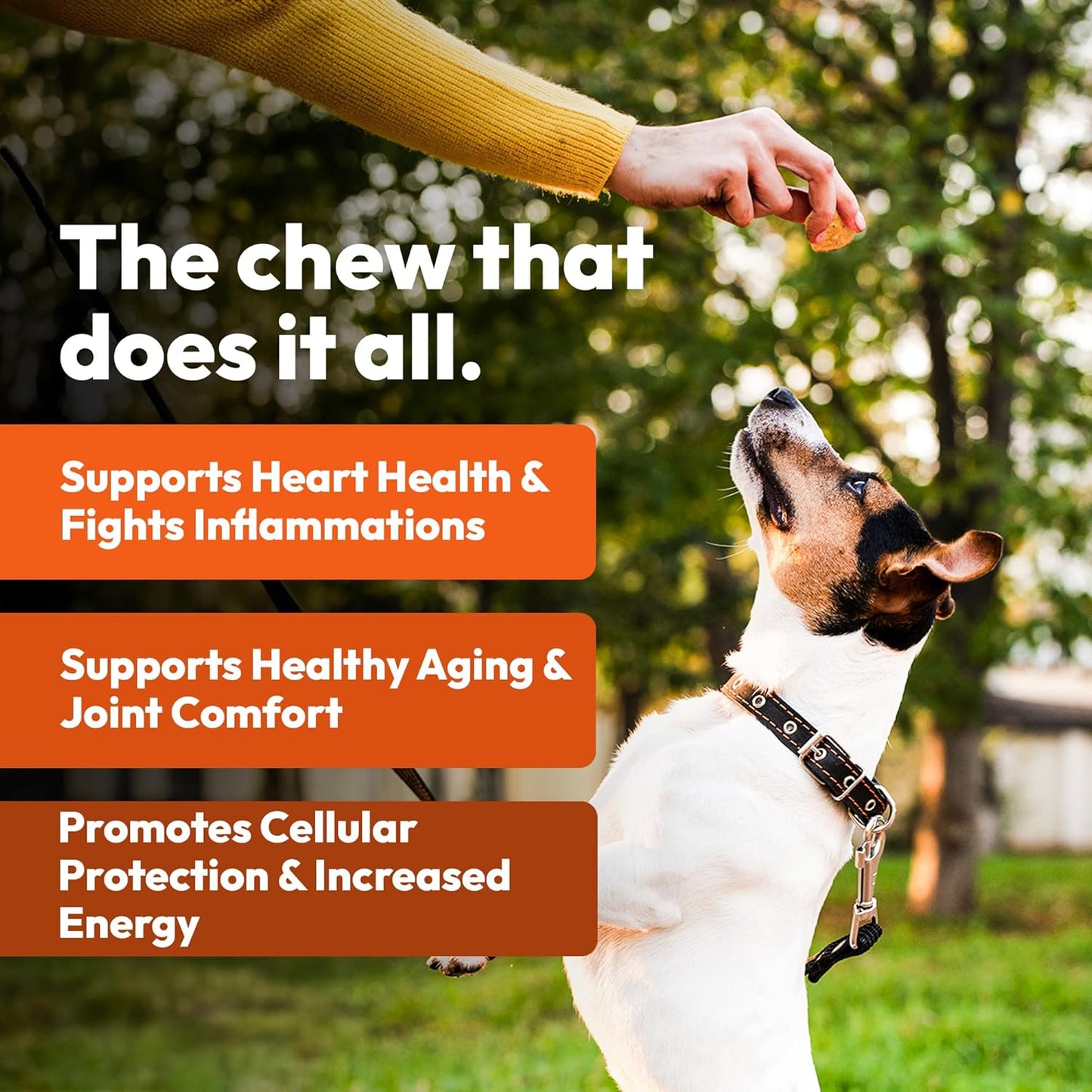 Anti-Aging Chewable Supplement for Dogs with Curcumin, Taurine, and Trans-Resveratrol - Supports Aging, Wellness, and Vitality in Dogs