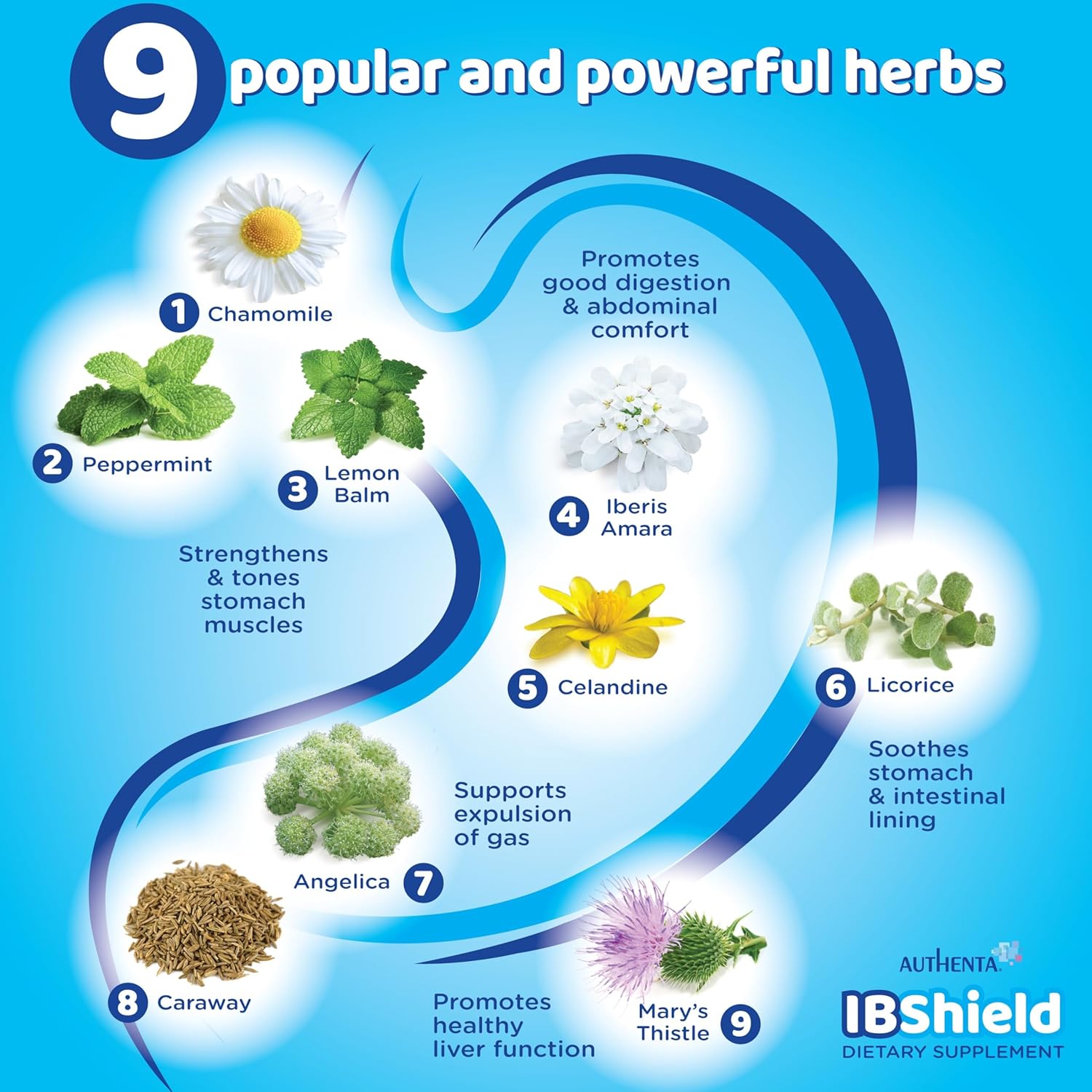 AUTHENTA IBShield Glycerin 100ml | 9 Herb Gastrointestinal Support Formula
