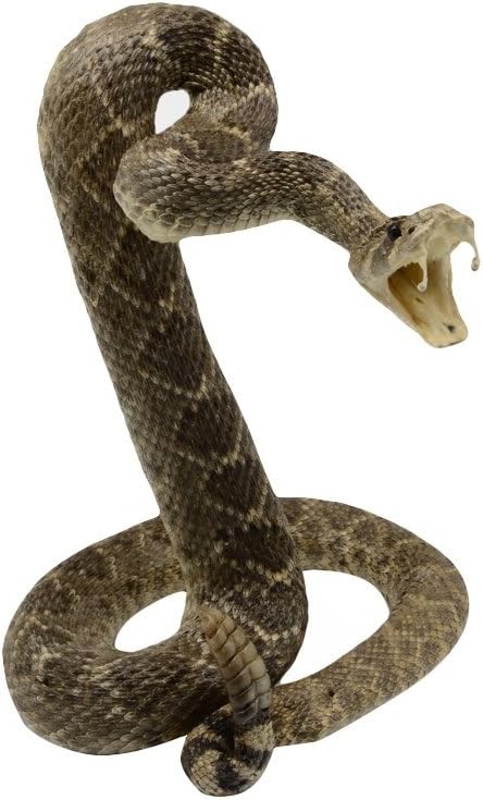 Authentic Taxidermy Mounted Eastern Diamondback Rattlesnake - Treasure Gurus