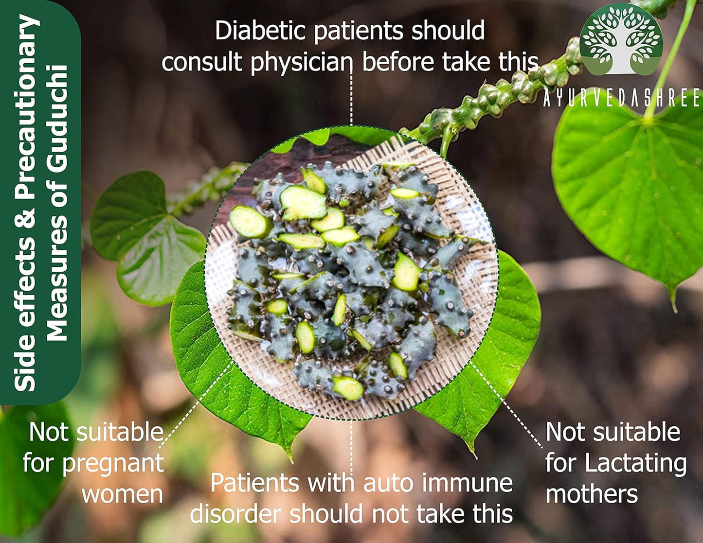 Ayurvedashree Guduchi Powder 200g - Pure Giloy Powder for Immune Support - Tinospora Cordifolia - Non GMO - Gluten Free - 100% Natural