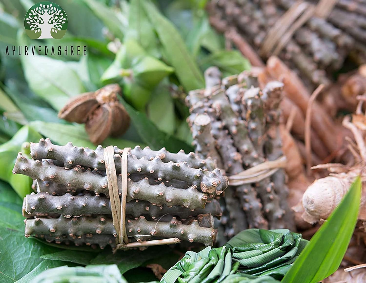 Ayurvedashree Guduchi Powder 200g - Pure Giloy Powder for Immune Support - Tinospora Cordifolia - Non GMO - Gluten Free - 100% Natural