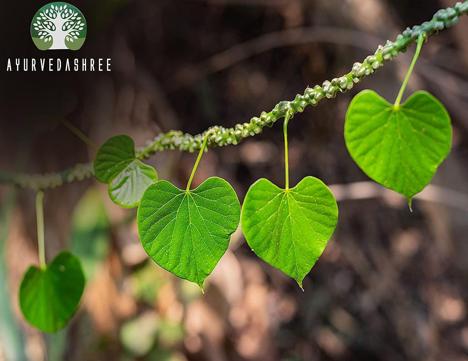 Ayurvedashree Guduchi Powder 200g - Pure Giloy Powder for Immune Support - Tinospora Cordifolia - Non GMO - Gluten Free - 100% Natural