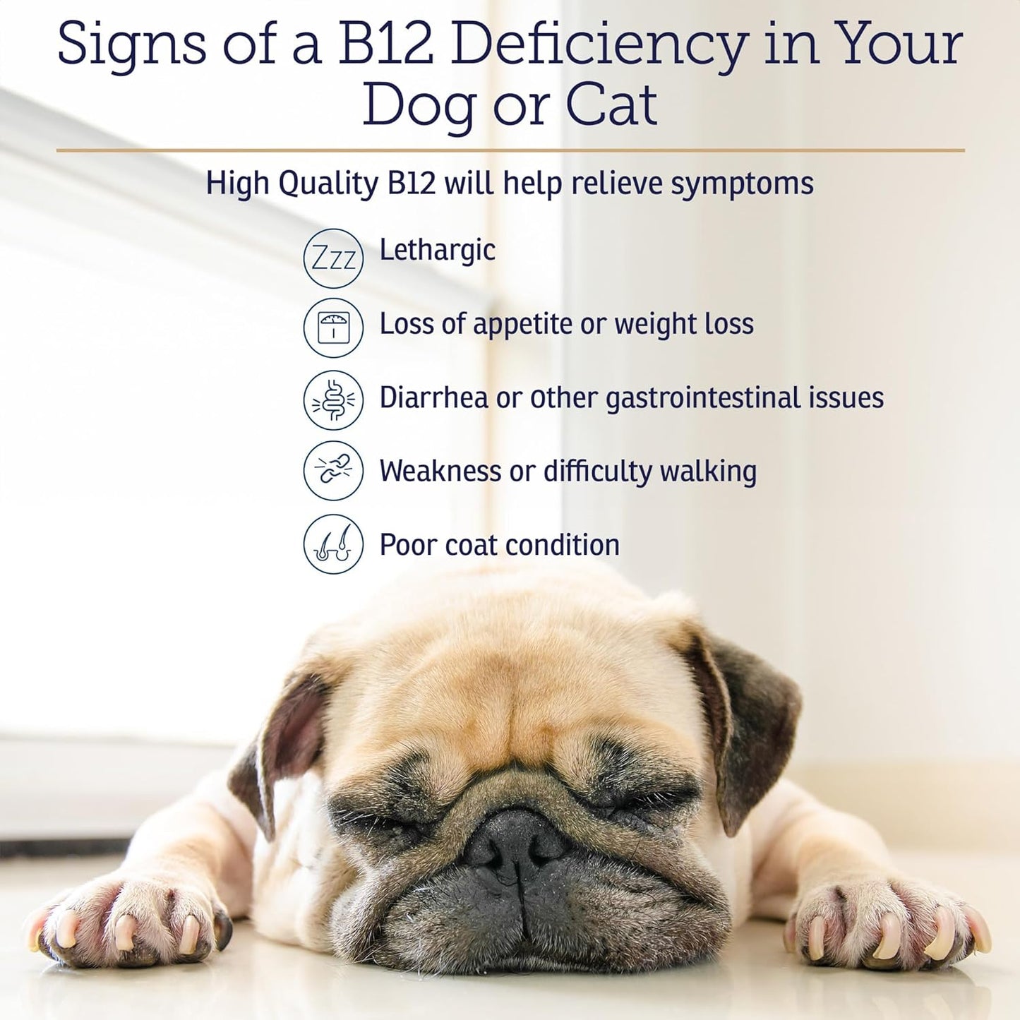 B12 Vitamin Supplement for Dogs and Cats - Supports Digestion and Nervous System - Metabolic Health - 4oz Bottle