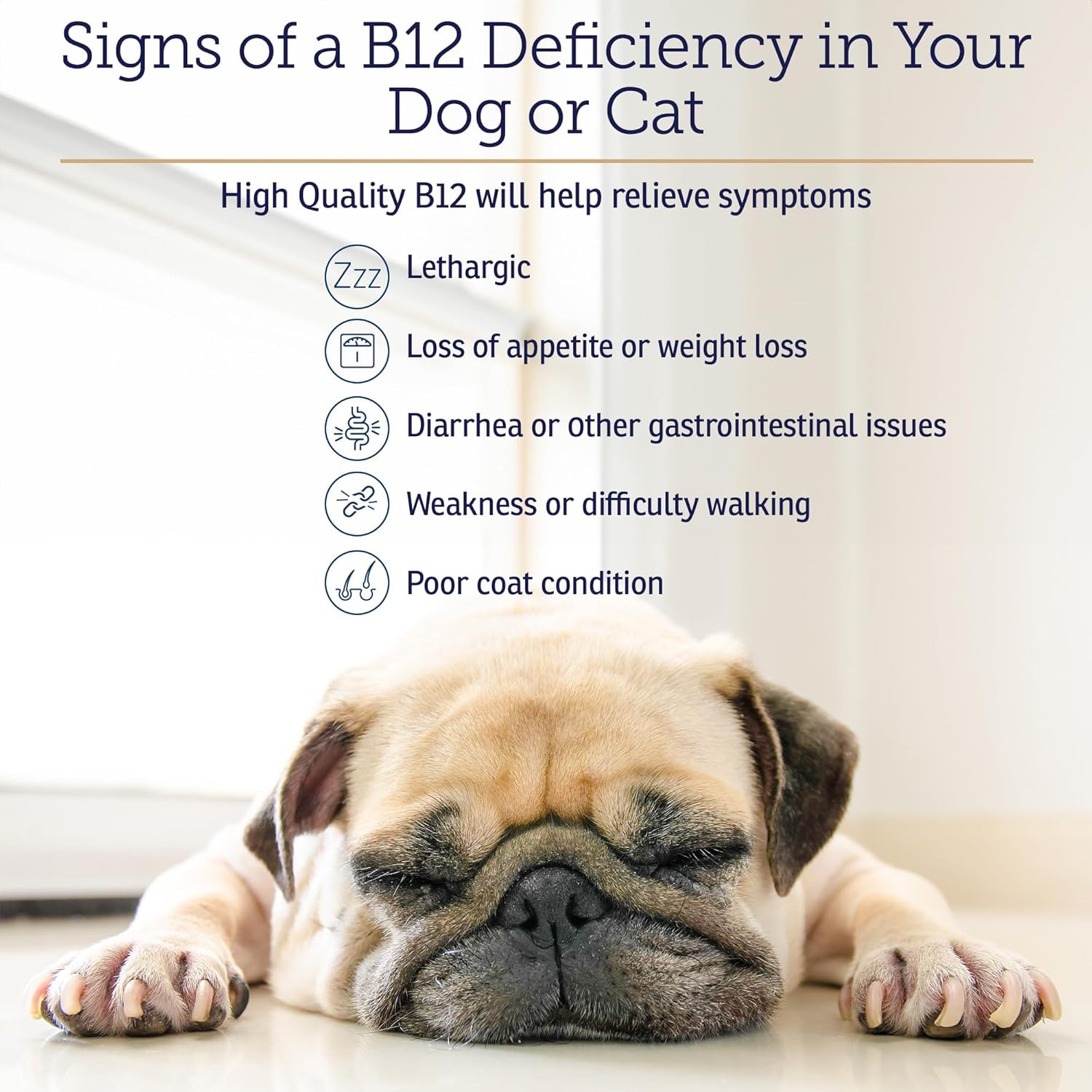 B12 Vitamin Supplement for Dogs and Cats - Supports Digestion and Nervous System - Metabolic Health - 4oz Bottle