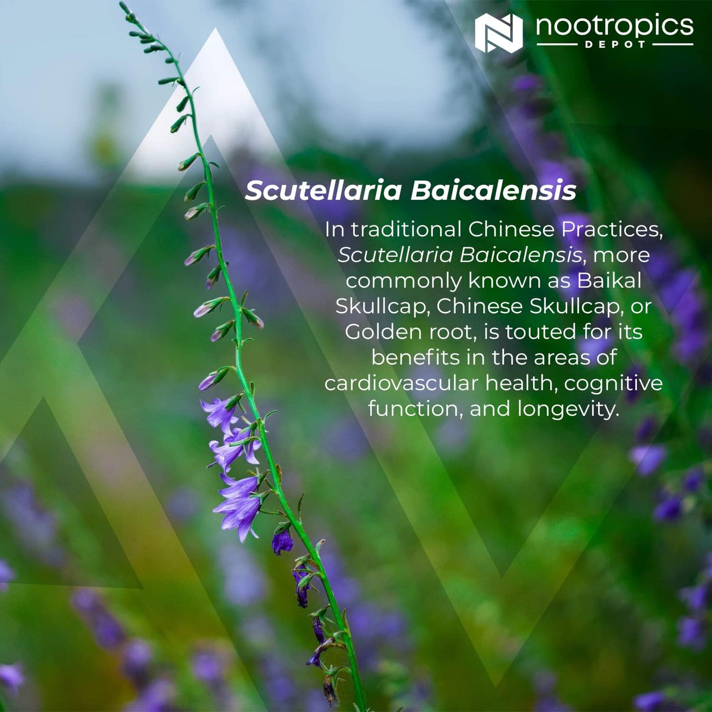 Baikal Skullcap Extract Tablets 250mg | 60 Count | High Apigenin, Baicalein, Baicalin Concentration