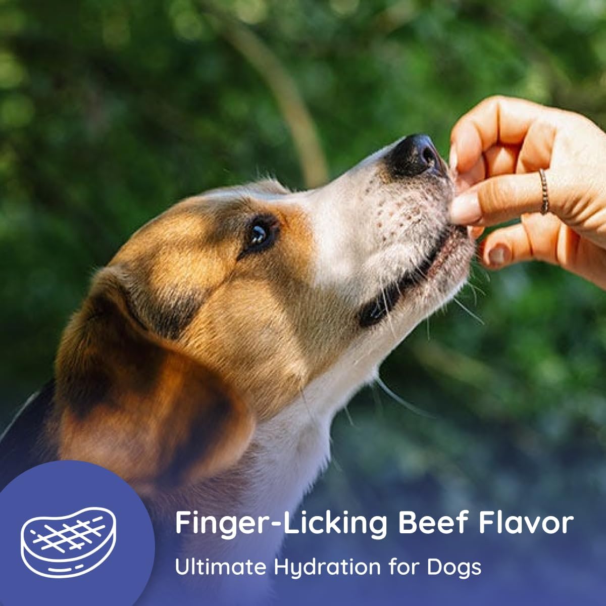 Beef Flavored Dog Electrolytes & Joint Supplement with Glucosamine, Chondroitin, MSM, & Prebiotics - 16 Packets