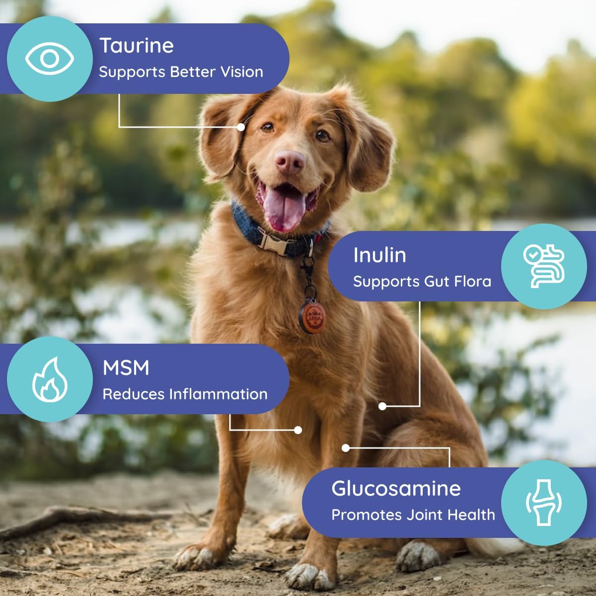 Beef Flavored Dog Electrolytes & Joint Supplement with Glucosamine, Chondroitin, MSM, & Prebiotics - 16 Packets