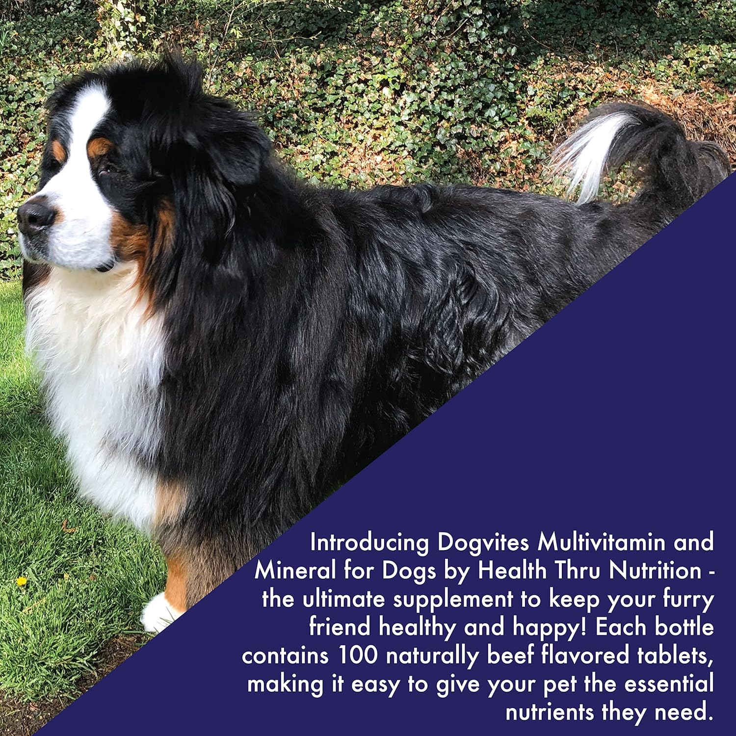 Beef Flavored Dog Vitamins - 100 Chewable Tablets for Canine Health by Health Thru Nutrition