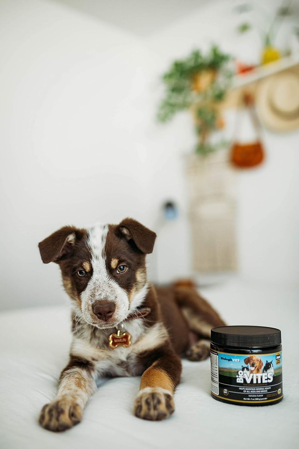 BiologicVET BioVITES Multivitamin Powder for Cats & Dogs, Supports Digestion & Immune System, 53-Day Supply, 30-lb. Animal, 14-oz. Powder