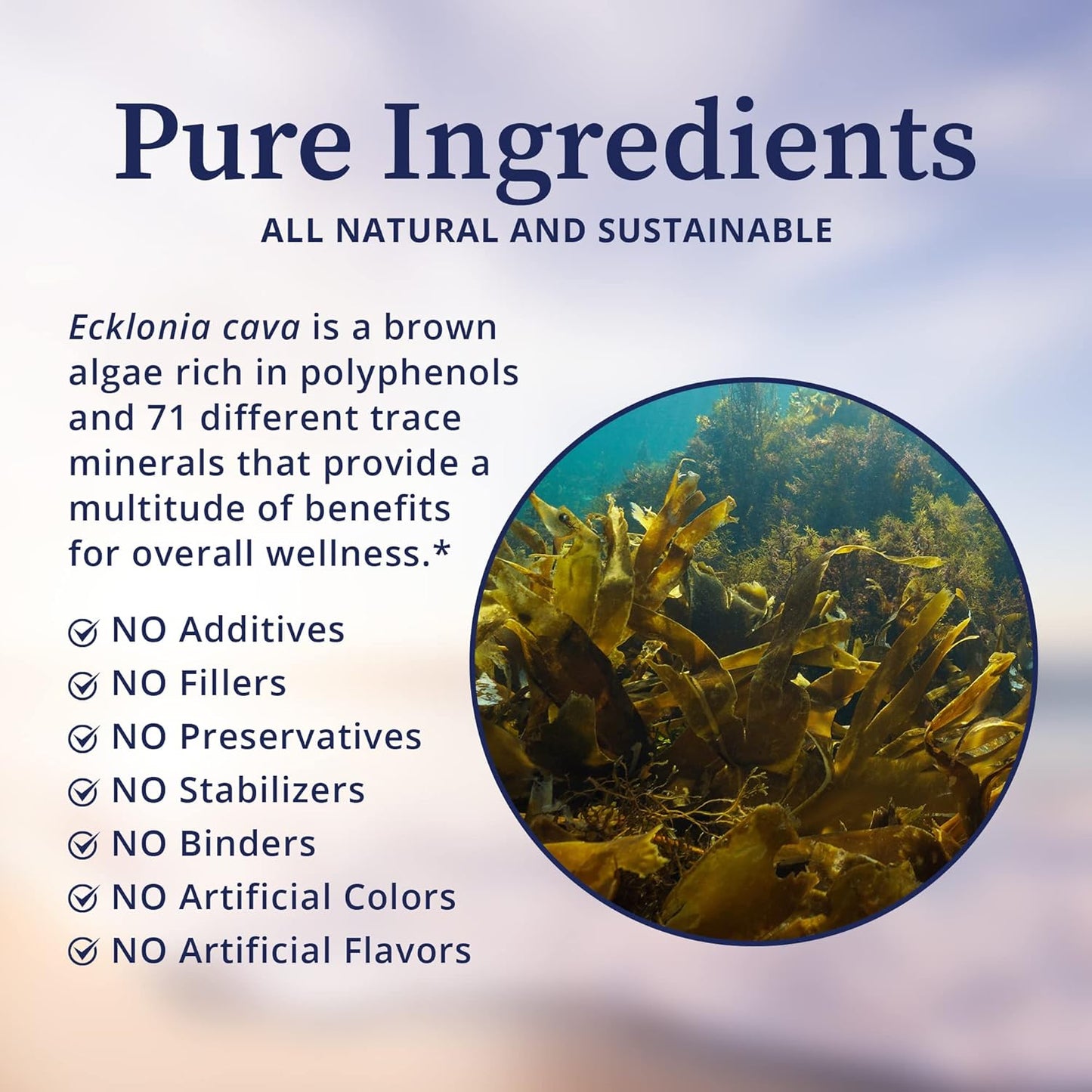 BioPure PC-Ecklonia Cava: Potent Brown Algae Extract with Polyphenols & 71 Trace Minerals for Neurological Support - 75 Capsules