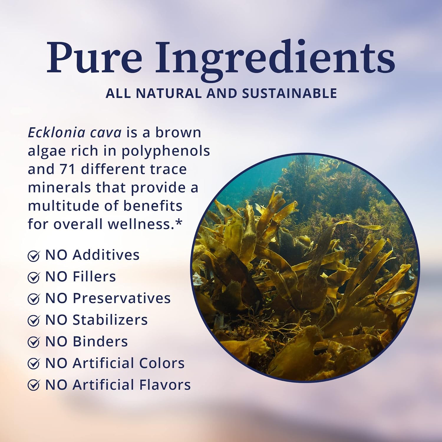 BioPure PC-Ecklonia Cava: Potent Brown Algae Extract with Polyphenols & 71 Trace Minerals for Neurological Support - 75 Capsules