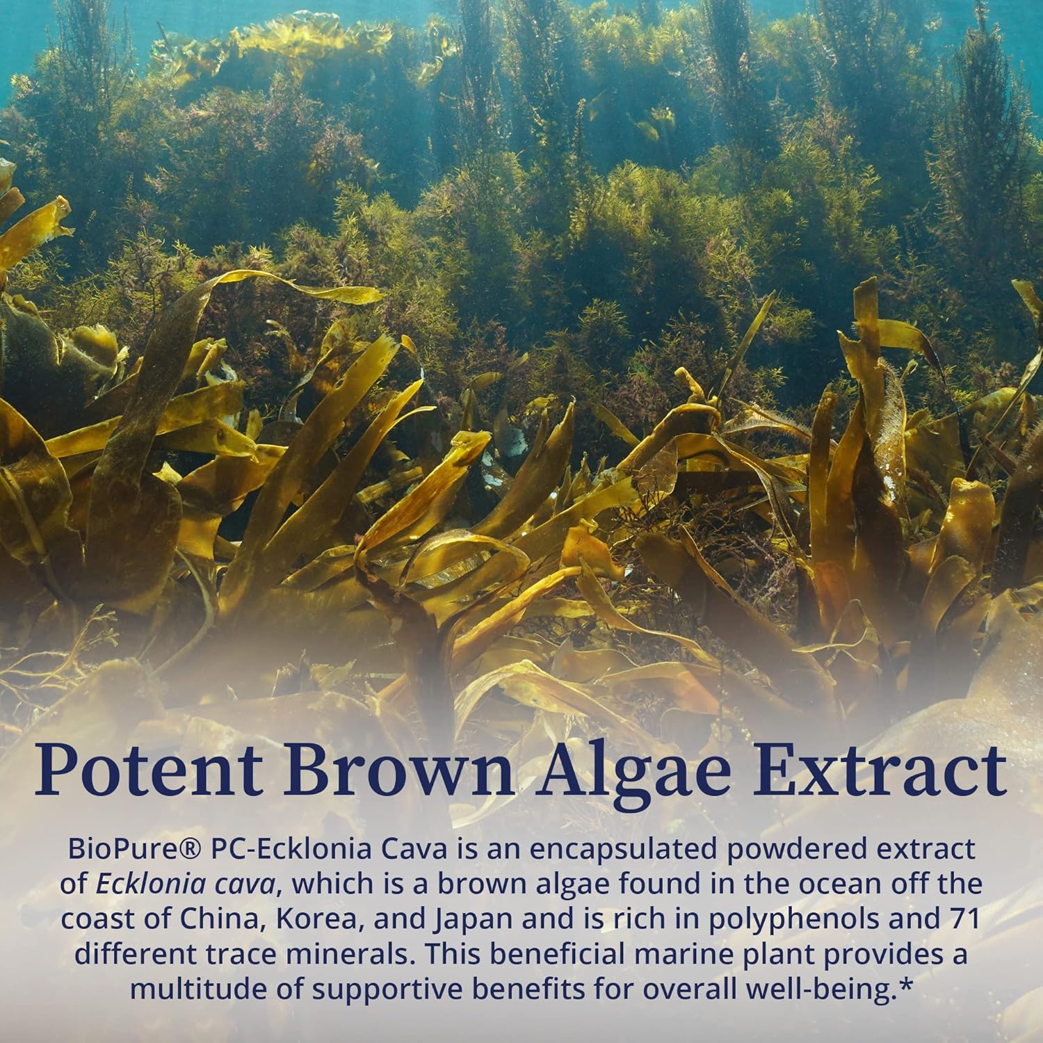 BioPure PC-Ecklonia Cava: Potent Brown Algae Extract with Polyphenols & 71 Trace Minerals for Neurological Support - 75 Capsules