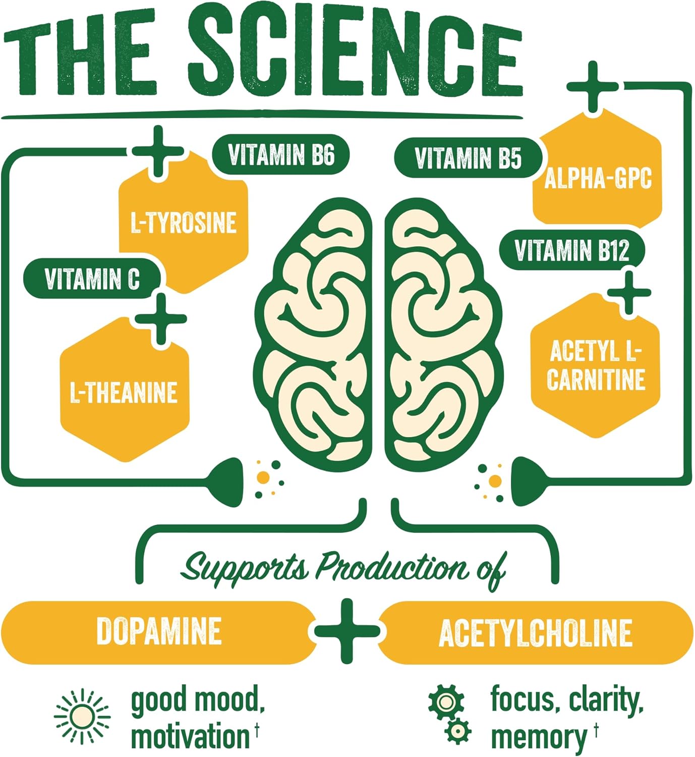 BrainJuice Peach Mango Energy & Focus Shots - Gluten Free Supplement with Alpha GPC, Vitamin B, Organic Green Tea Extract Caffeine - 12 Pack of Healthy Drinks in 2.5 fl oz Bottles