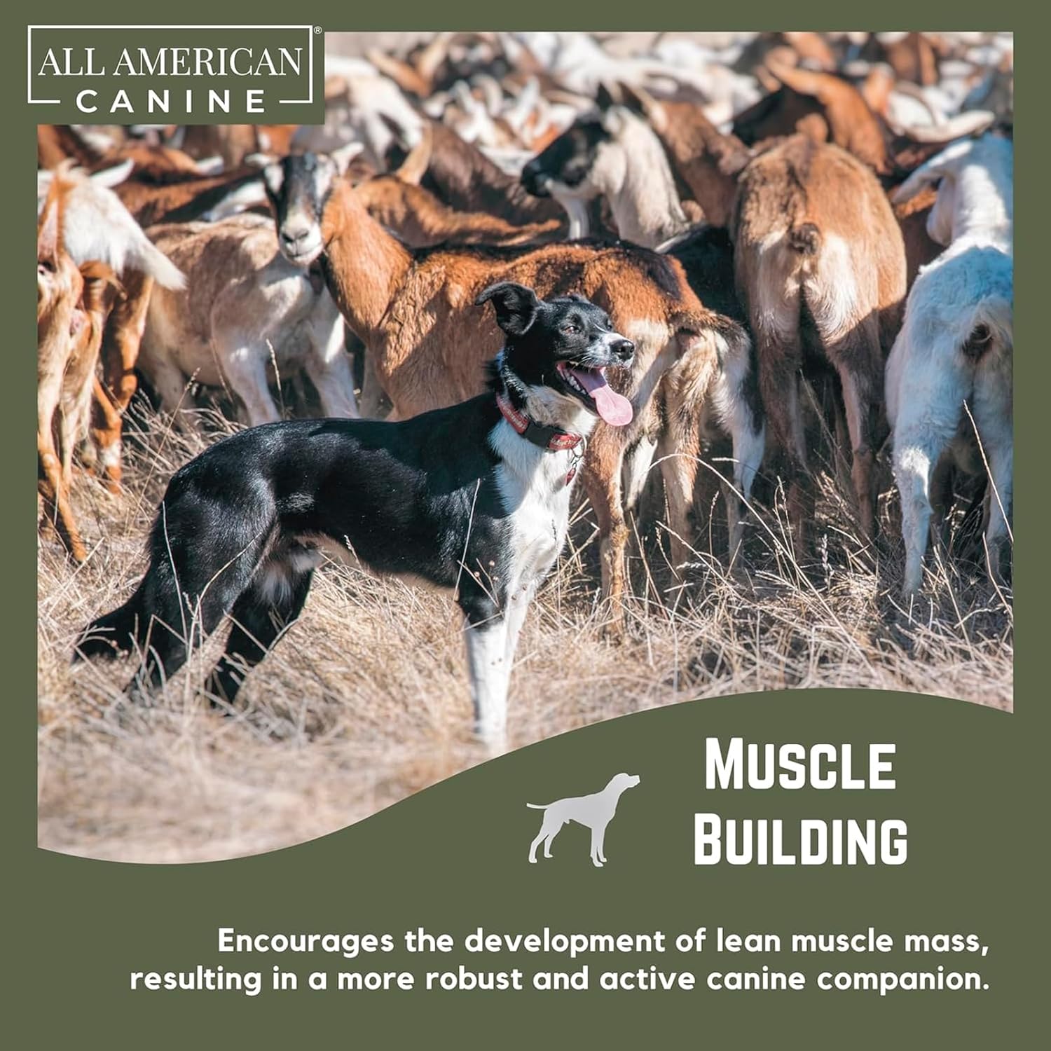 Bulk Dog Weight Gainer Supplement for Rapid Weight Gain and Recovery - High Calorie Protein Powder with Appetite Stimulant - 230 Servings