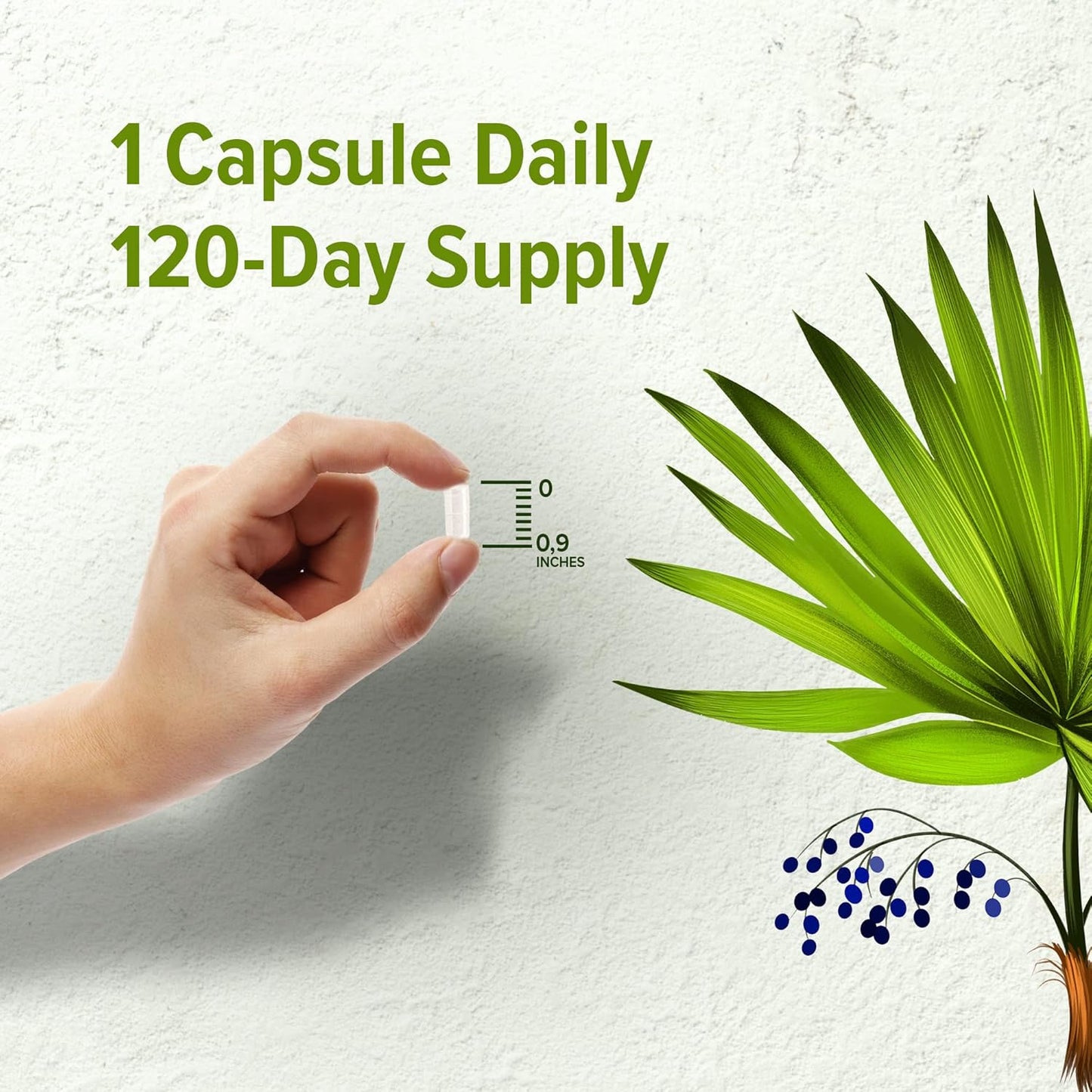 Bundle of ORZAX Ginseng Capsules with 30% Ginsenosides and Saw Palmetto Capsules 2000 mg - 120 Vegetable Capsules
