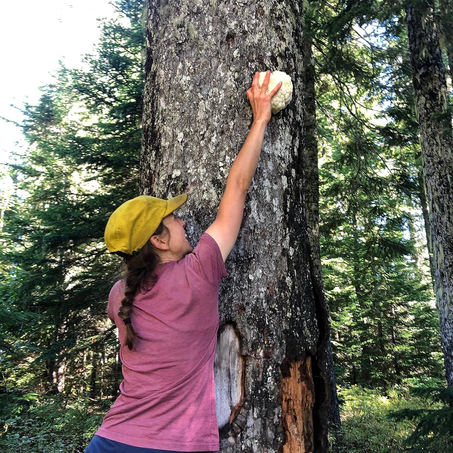 California-Grown Wilderness Poets Organic Lion's Mane Mushroom Powder - 10lb (160oz)