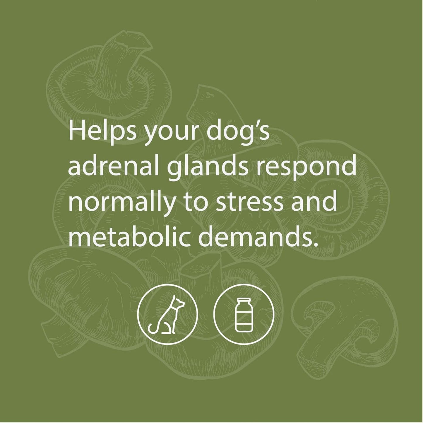 Canine Adrenal Support Powder Supplement for Liver & Kidney Health - 100g