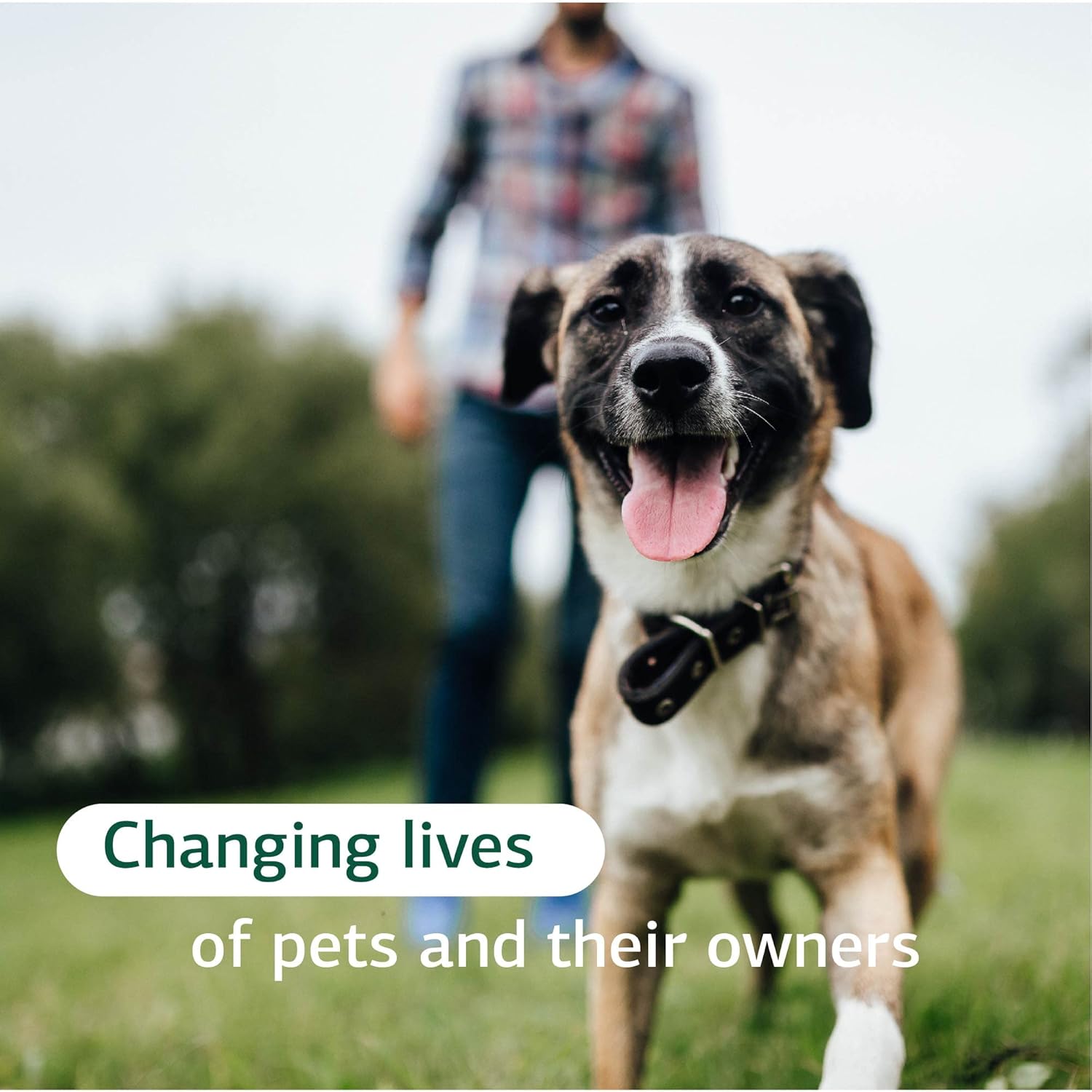 Canine Adrenal Support Powder Supplement for Liver & Kidney Health - 100g