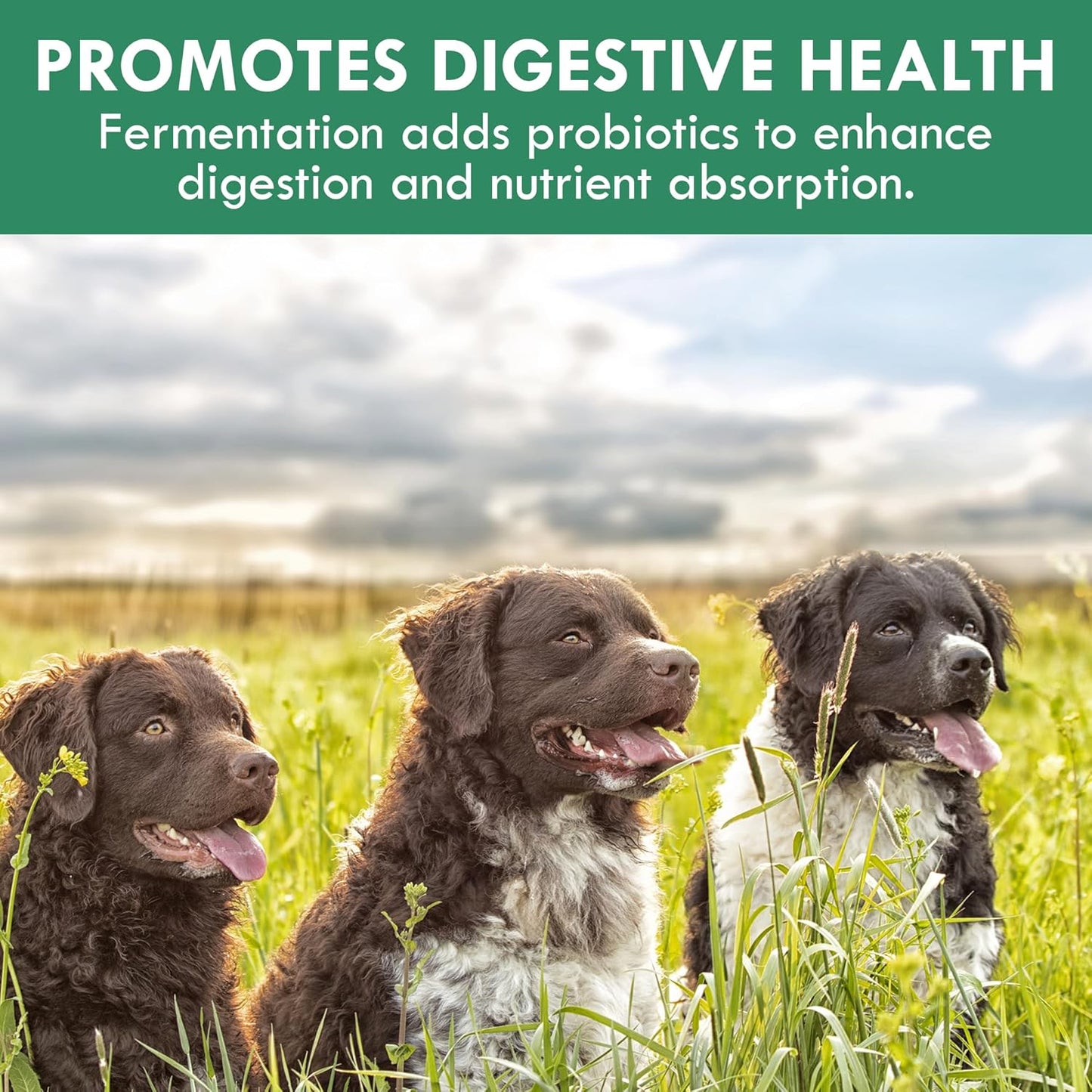 Canine Multivitamin Powder with Fermented Ingredients for Digestive Health - 50g Powder