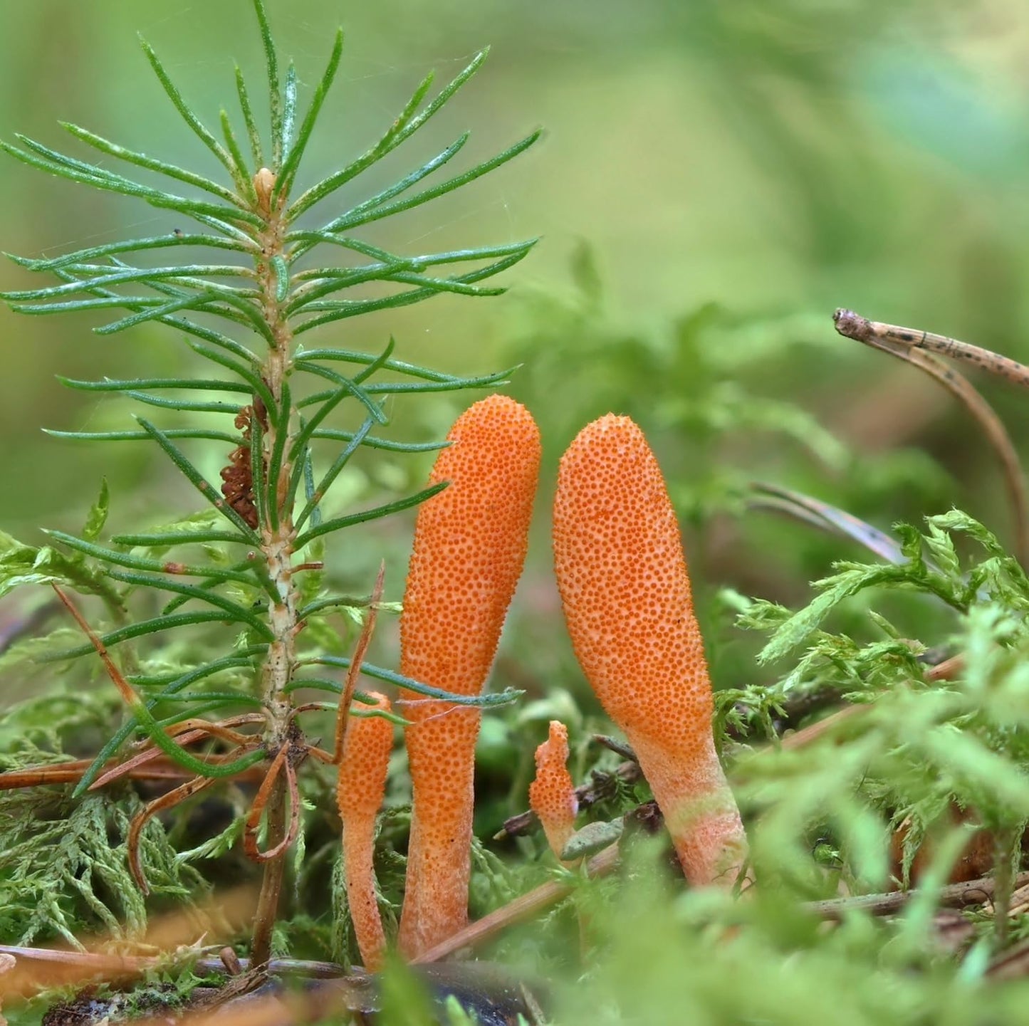 Certified Organic Cordyceps Mushroom Tincture (4 oz) | Energy Boost, Endurance, Stamina | Vegan, Non-GMO | USA Made | Adaptogenic, Nootropic