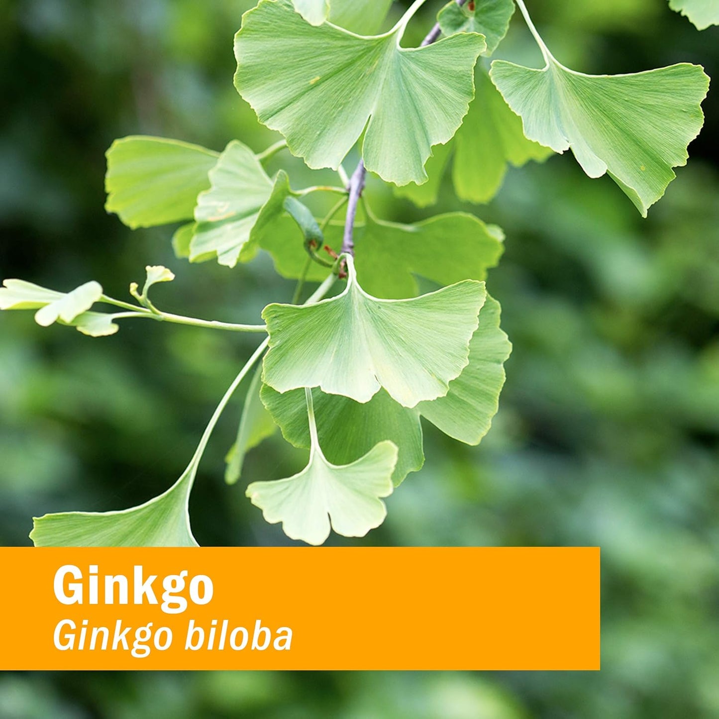 Certified Organic Ginkgo Liquid Extract for Memory and Concentration - 1 Ounce by Herb Pharm.