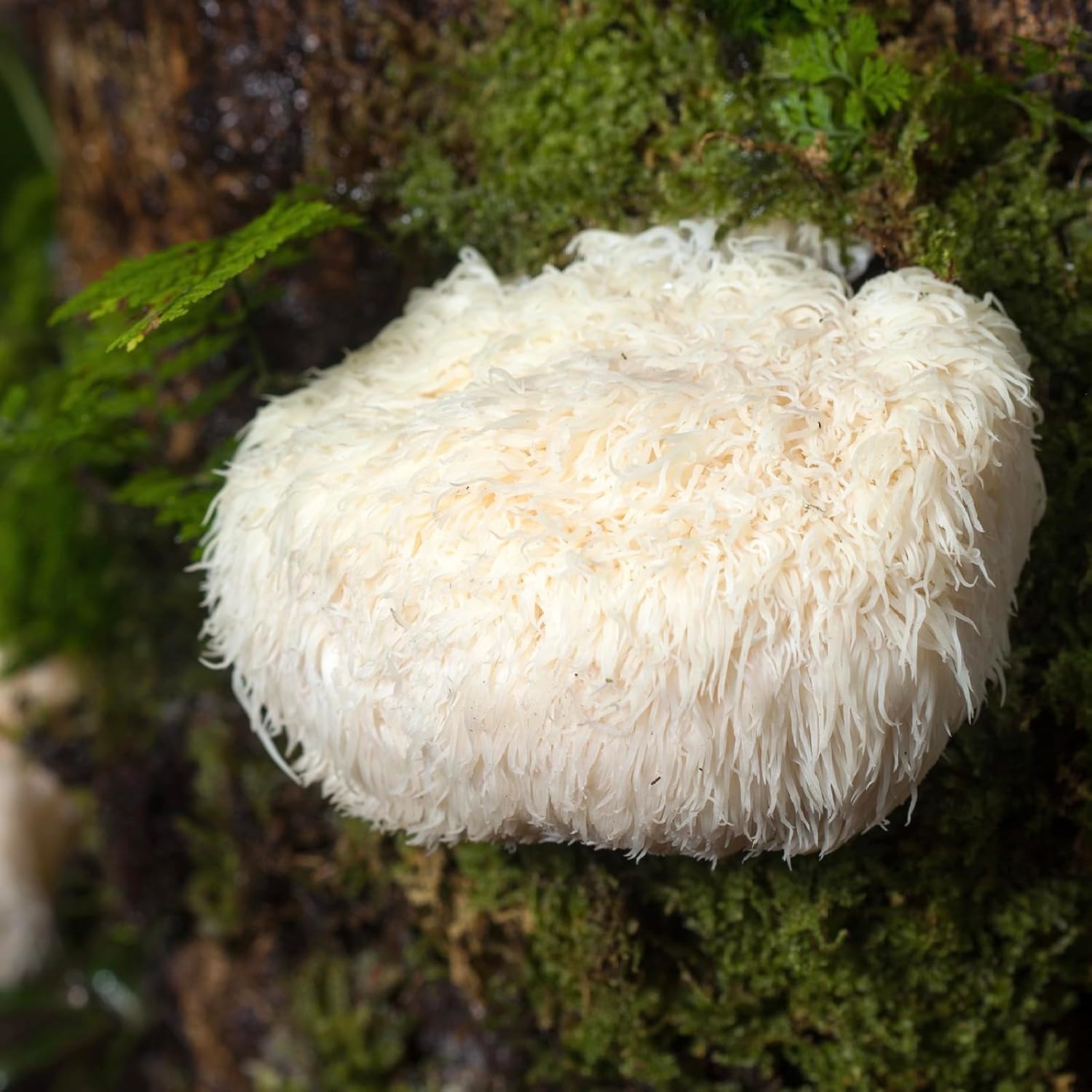 Certified Organic Lion's Mane Mushroom Tincture (4 oz) for Focus & Memory | Vegan, Non-GMO | USA-Made Brain Support Supplement