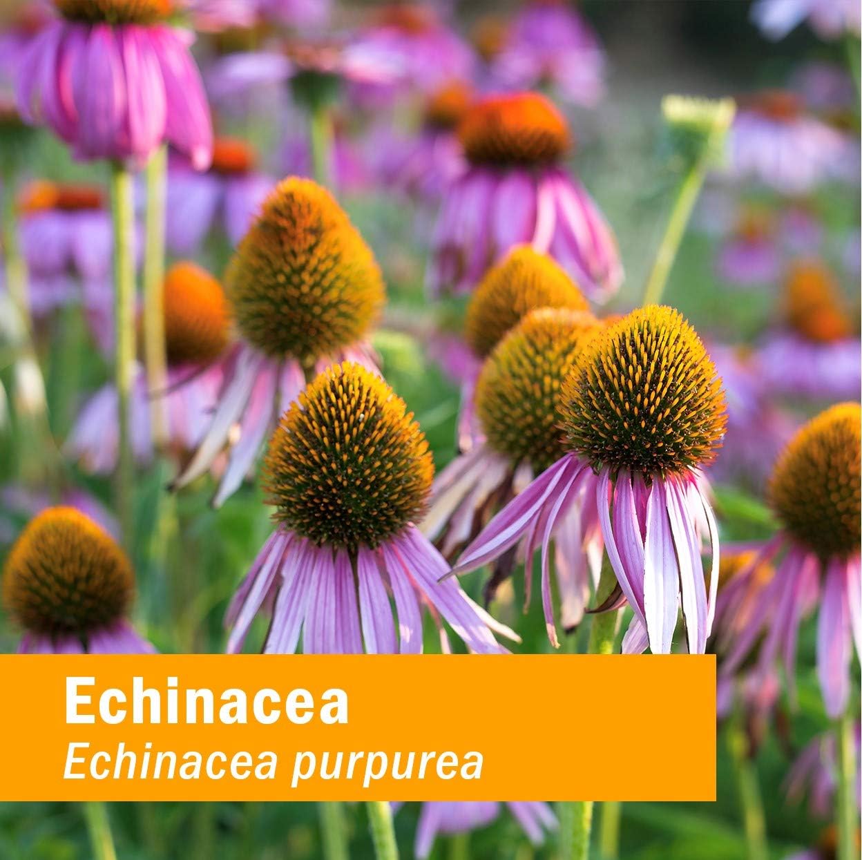 Certified Organic Super Echinacea Liquid Extract for Active Immune System Support - 4 Oz by Herb Pharm
