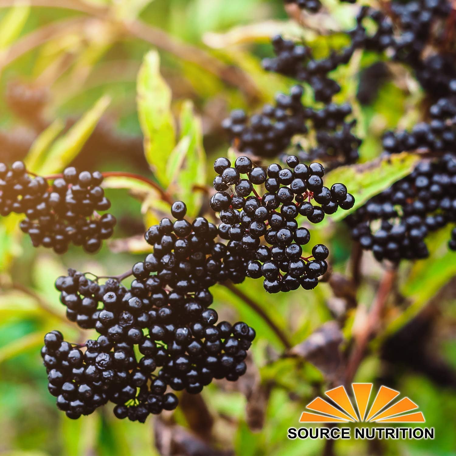 Certified Organic Whole European Elderberries - Responsibly Wild Crafted - Ideal for Tea, Syrups, and More - 1 Pound - BoostGo Australia