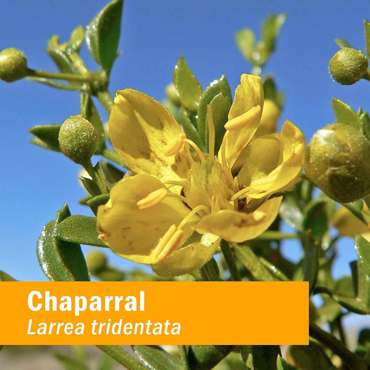 Chaparral Liquid Extract by Herb Pharm - 1 Fl Oz Bottle