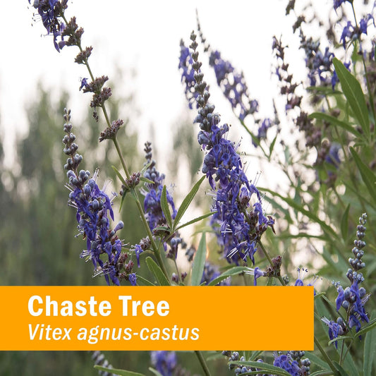 Chaste Tree Liquid Extract for Women's Reproductive Health - 2 Pack - 1 Ounce Each