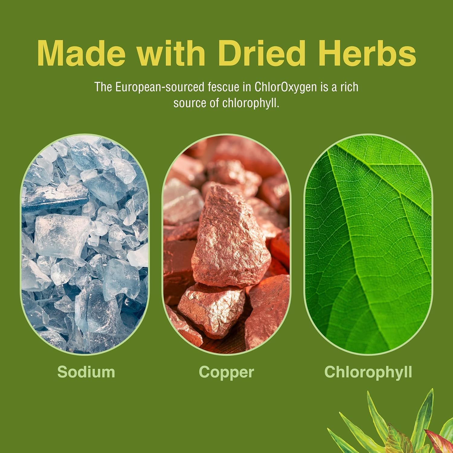 ChlorOxygen Chlorophyll Concentrate Softgels for Healthy Blood Circulation, High-Altitude & Energy Support - 120 Servings
