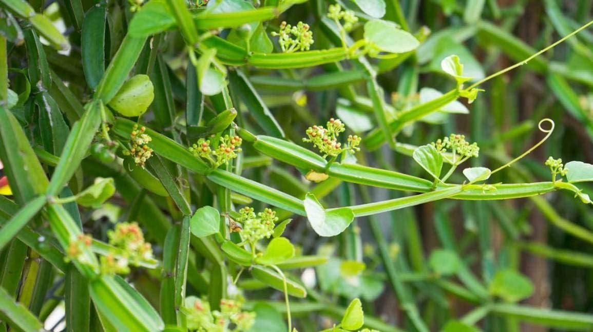 Cissus Quadrangularis Powder for Bone Wellness - 200g | Hadjod, Pirandai, Veldt Grape | Adamant Creeper Supplement