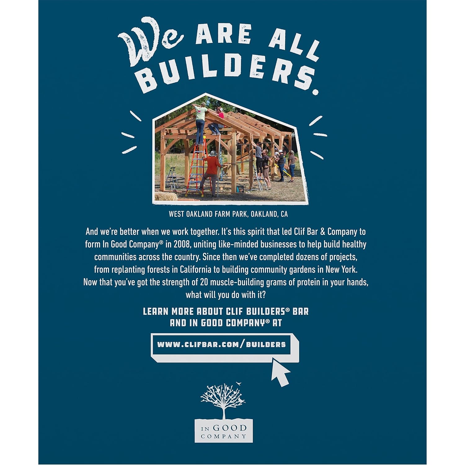 CLIF Builders Chocolate Mint Plant-Based Protein Bars 12 Pack - Gluten Free, Non-GMO, Low Glycemic - 20g Protein