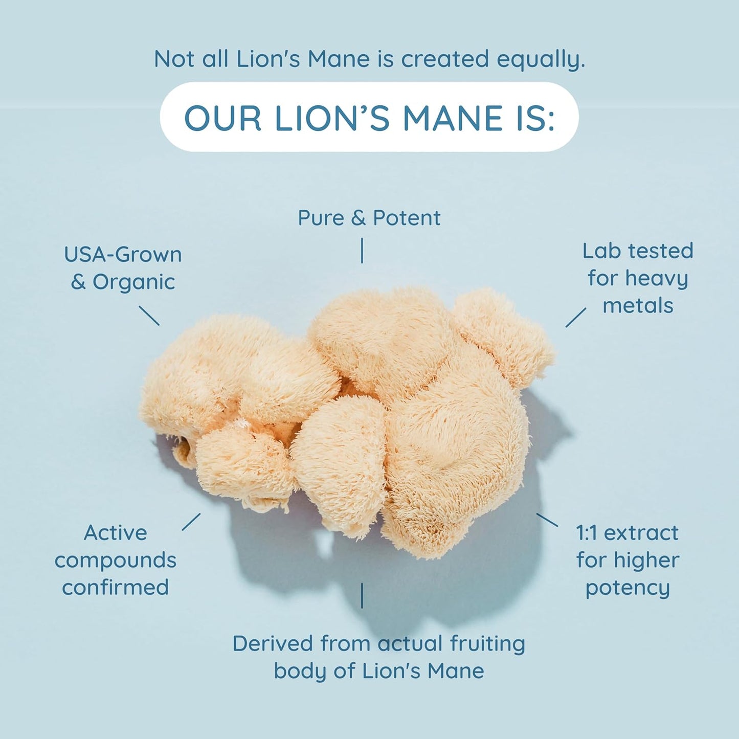 Colostrum & Superfood Creamer Supplement for Gut Health & Focus - WONDERCOW