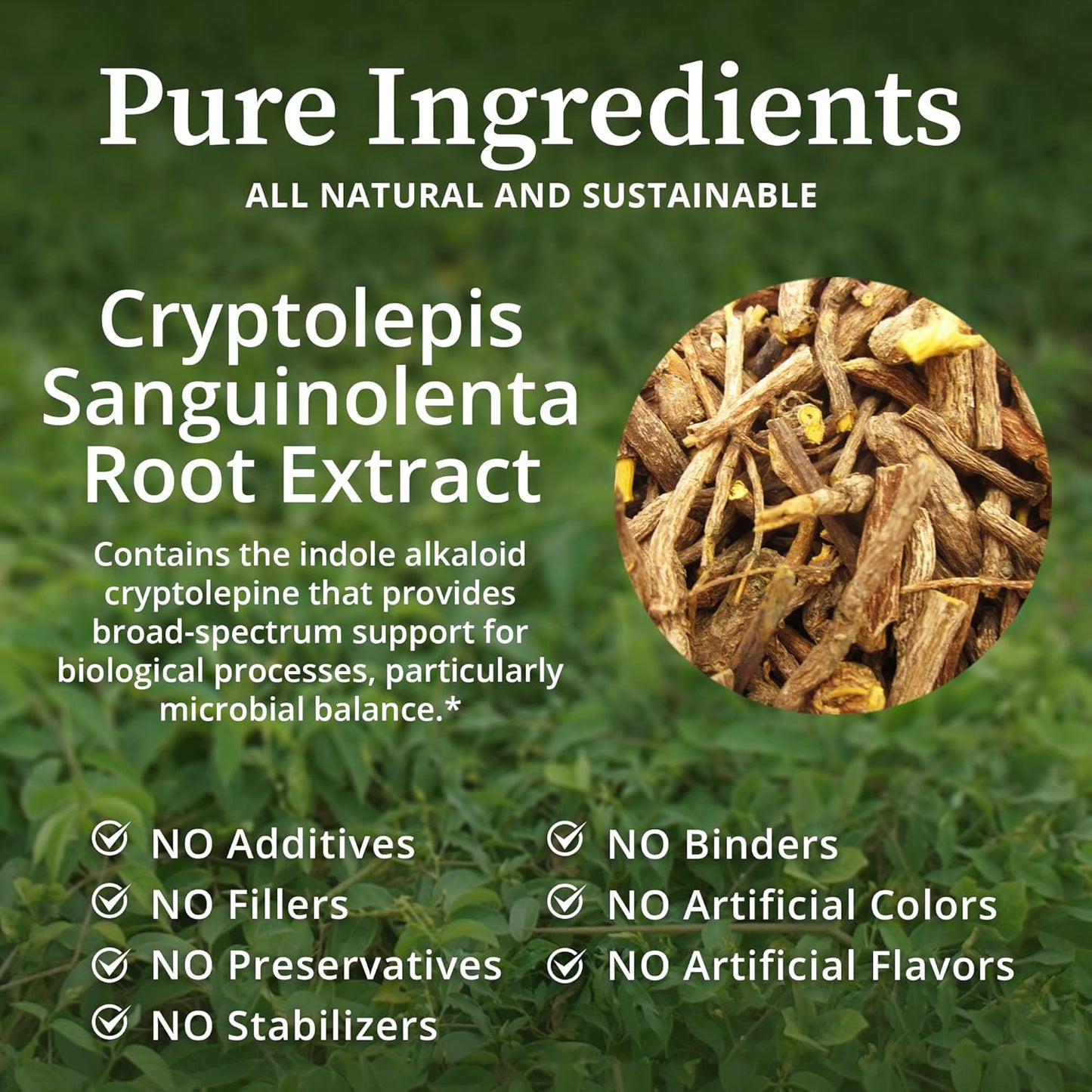 Cryptolepis Sanguinolenta Herbal Tincture - Potent Botanical Extract for Immune Support, Microbiome Balance, & Gut Health - 4 fl oz