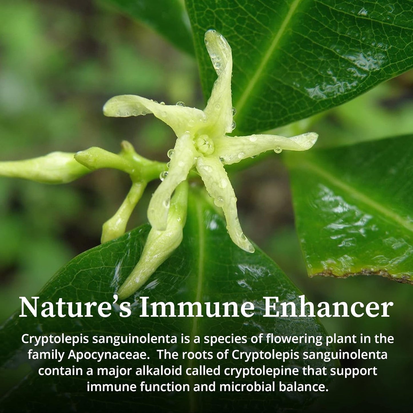 Cryptolepis Sanguinolenta Herbal Tincture - Potent Botanical Extract for Immune Support, Microbiome Balance, & Gut Health - 4 fl oz