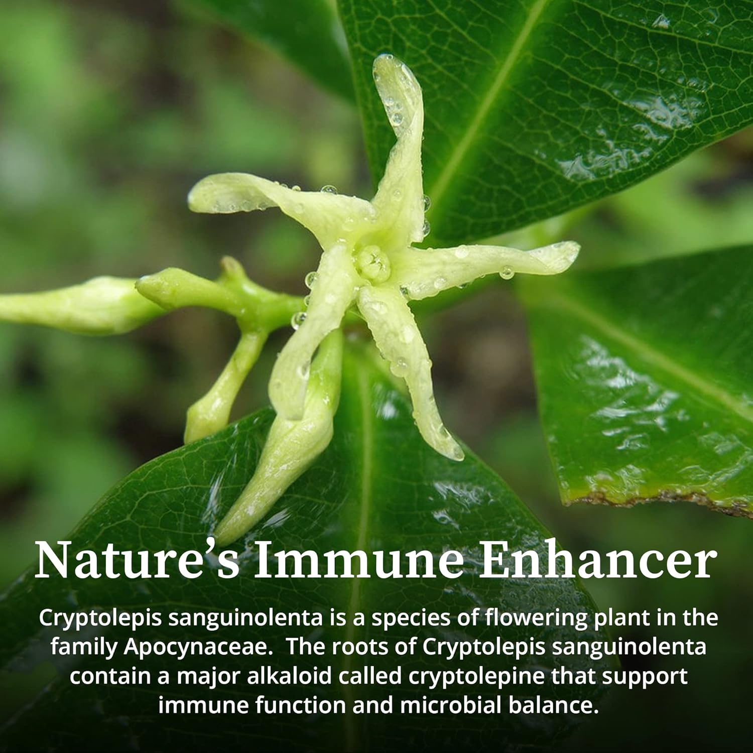 Cryptolepis Sanguinolenta Herbal Tincture - Potent Botanical Extract for Immune Support, Microbiome Balance, & Gut Health - 4 fl oz