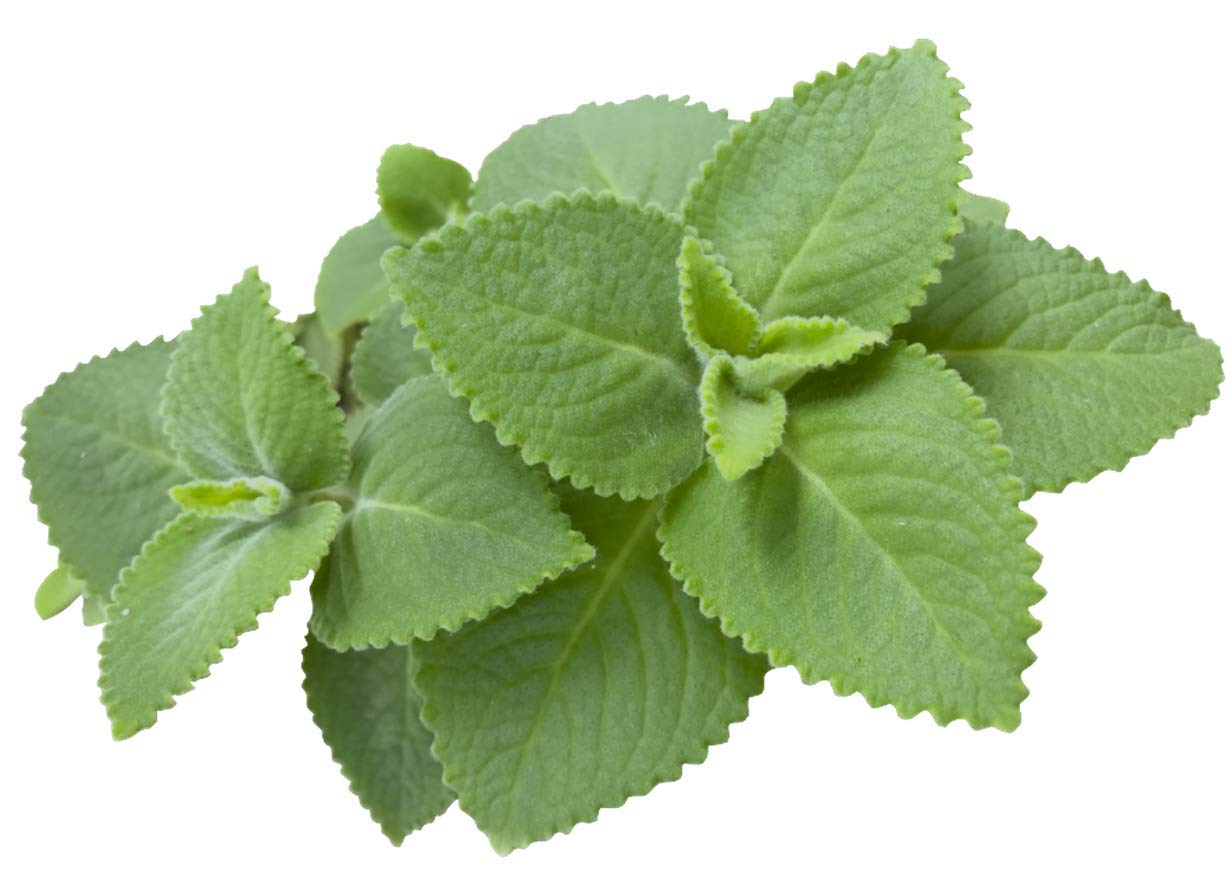 Cuban Oregano Seeds by Eunivus - Grow Your Own Aromatic Herbs at Home