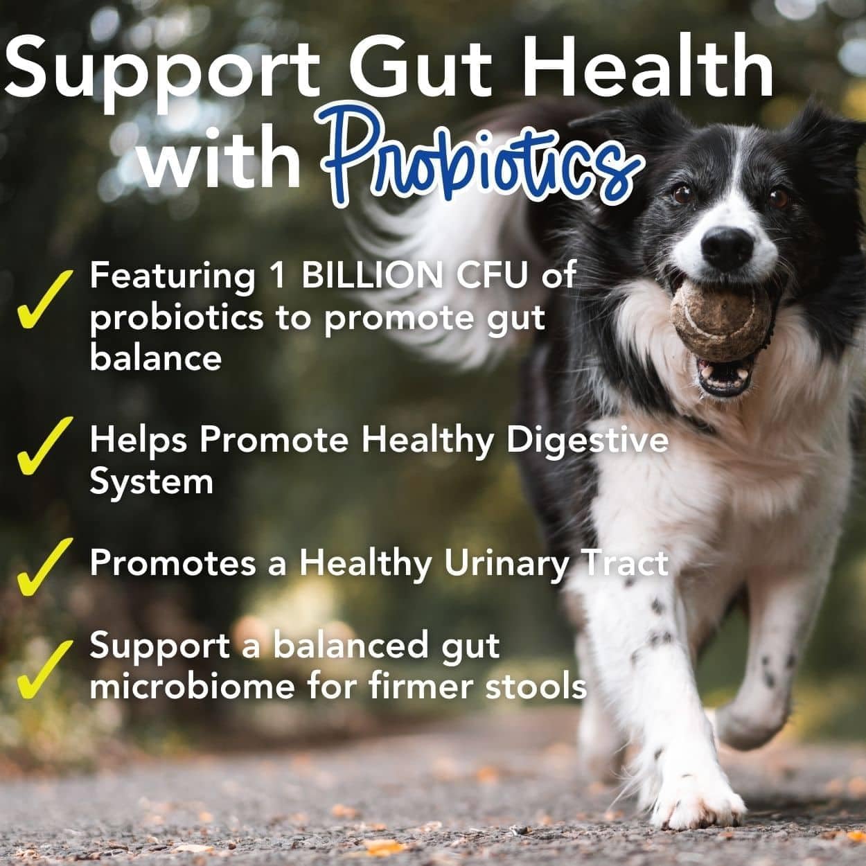 Daily+ Total Health Support Powder for Adult Dogs - 24-in-1 Multivitamin with Probiotics, Omega-3, Glucosamine, Mushrooms, Bone Broth - 60 Servings