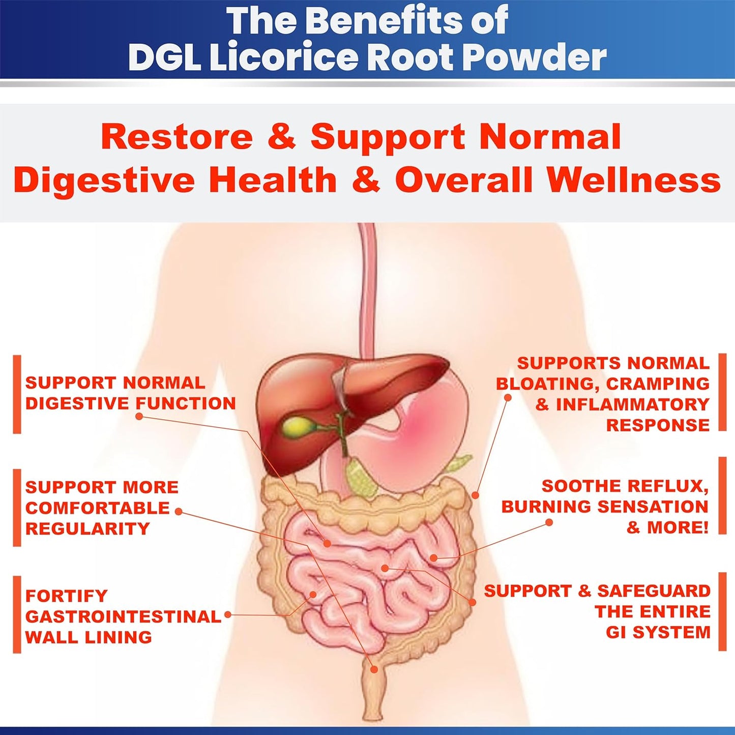 DGL Licorice Root Extract Powder: Stomach Relief & Digestive Restoration Supplement for Acid & Leaky Gut Repair - 140 Servings