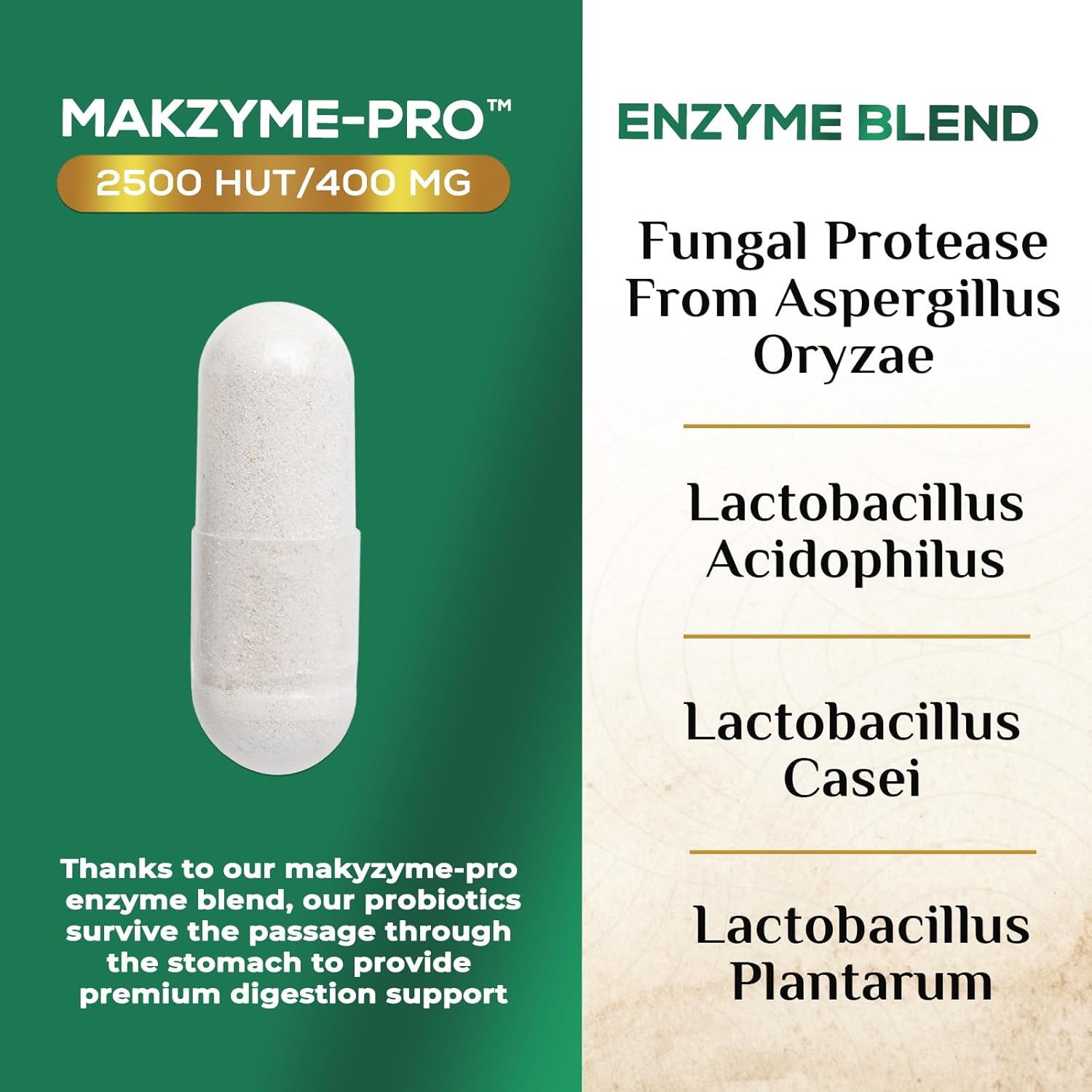 Digestive Enzymes with Probiotics and Prebiotics for Gut Health - Daily Probiotic Multi Enzymes for Women and Men - 60 Capsules