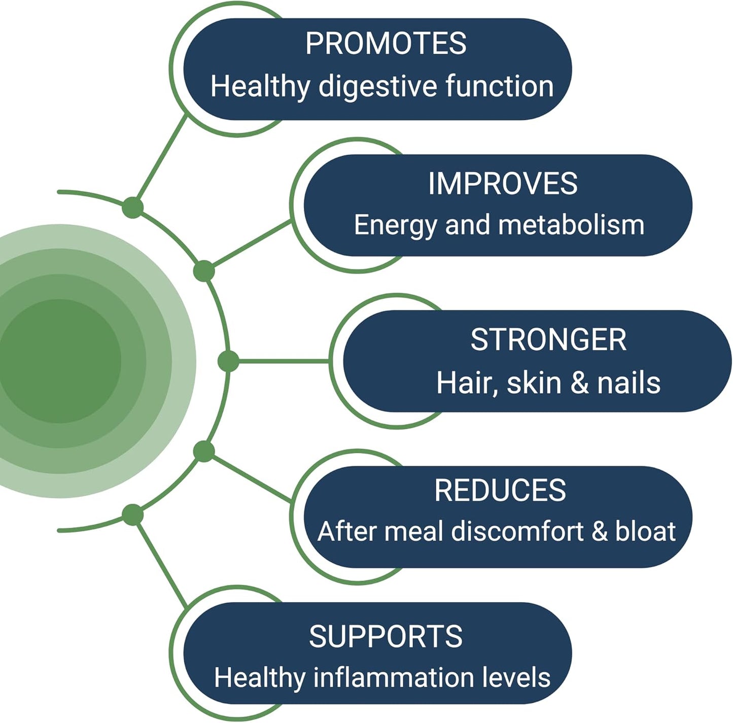 Digestive Health Support Supplement | HCL Guard+ with Betaine, Ginger, DGL, Pepsin | 60 Servings | Promotes Gut Health