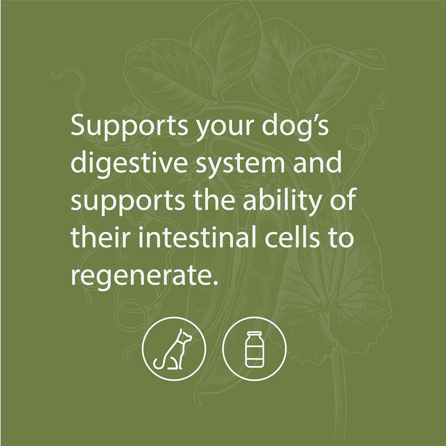 Digestive System Support for Dogs - Nutritional Supplement for Gut Health - Canine Enteric Formula for Healthy Digestion - 110g