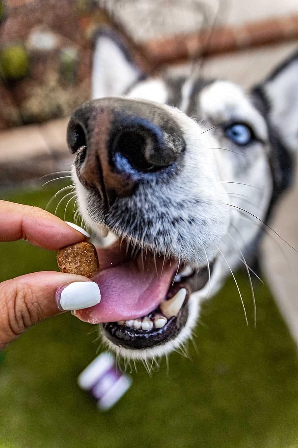 Dog Multivitamin Soft Chews - 120ct with Zinc and Manganese for Healthy Support and Functionality