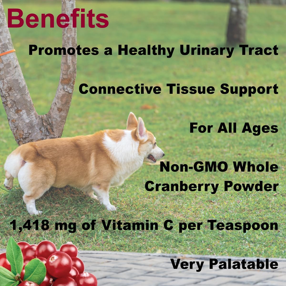 Dogzymes Cran Tri C Urinary Tract Support Supplement - High Vitamin C Blend - 1418mg per Teaspoon - 1lb