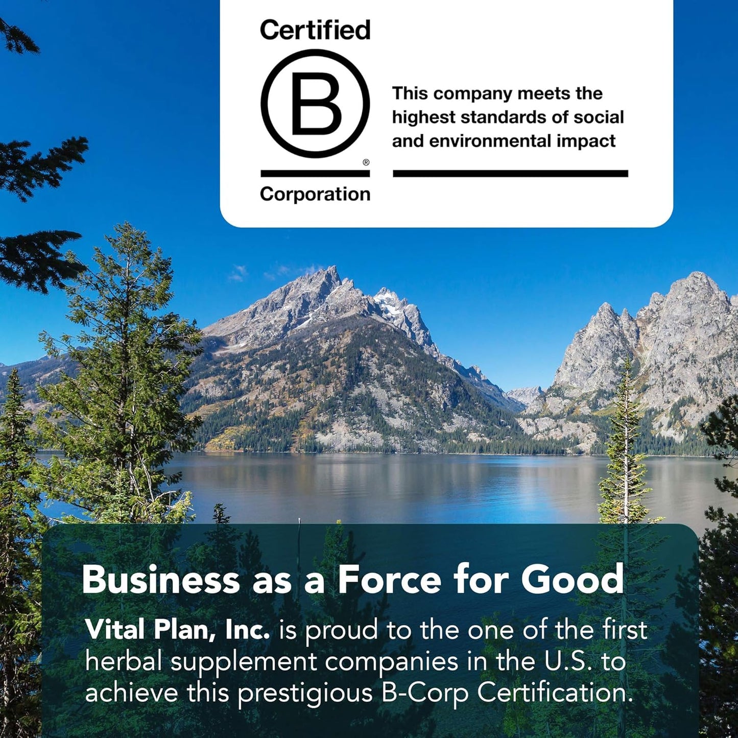 Dr. Bill Rawls Immune Support Supplements Bundle with Japanese Knotweed, Cat's Claw, Chinese Skullcap & Reishi Mushroom