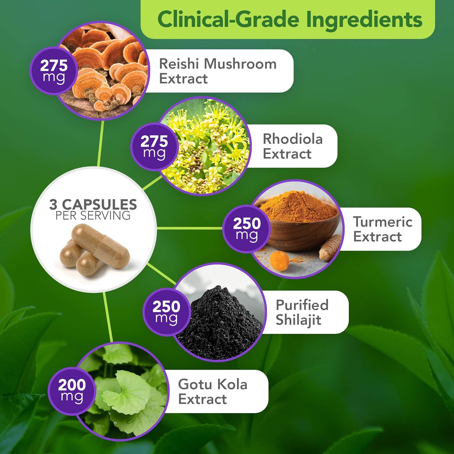 Dr. Bill Rawls Vital Plan Daily Herbal Supplement - Immunity Booster with Reishi Mushroom, Turmeric, Rhodiola for Immune Support & Cell Health