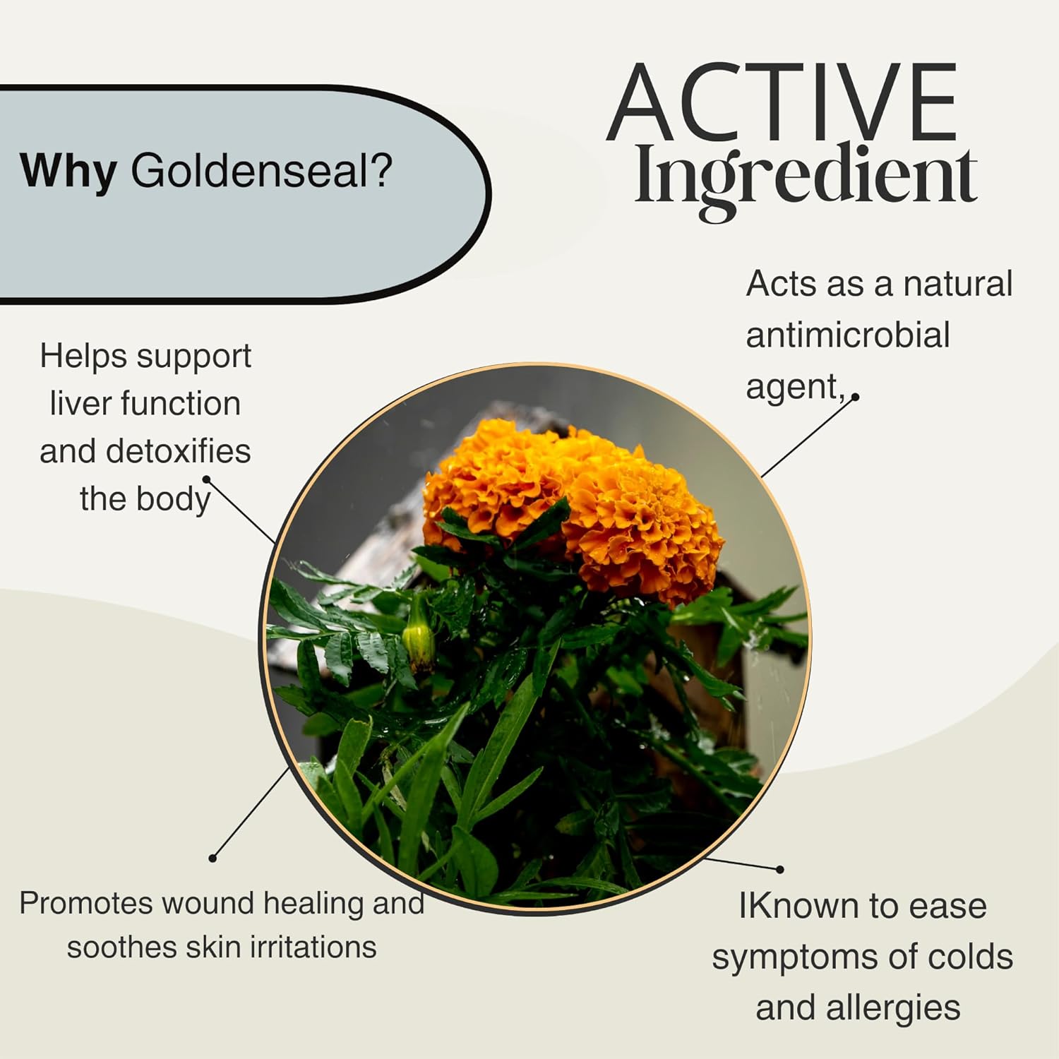 Dr. Scott's Women’s Multivitamin with Essential Nutrients for Daily Wellness Support - Includes Vitamin C, D3, Magnesium, Biotin, and Antioxidants - 60 Count