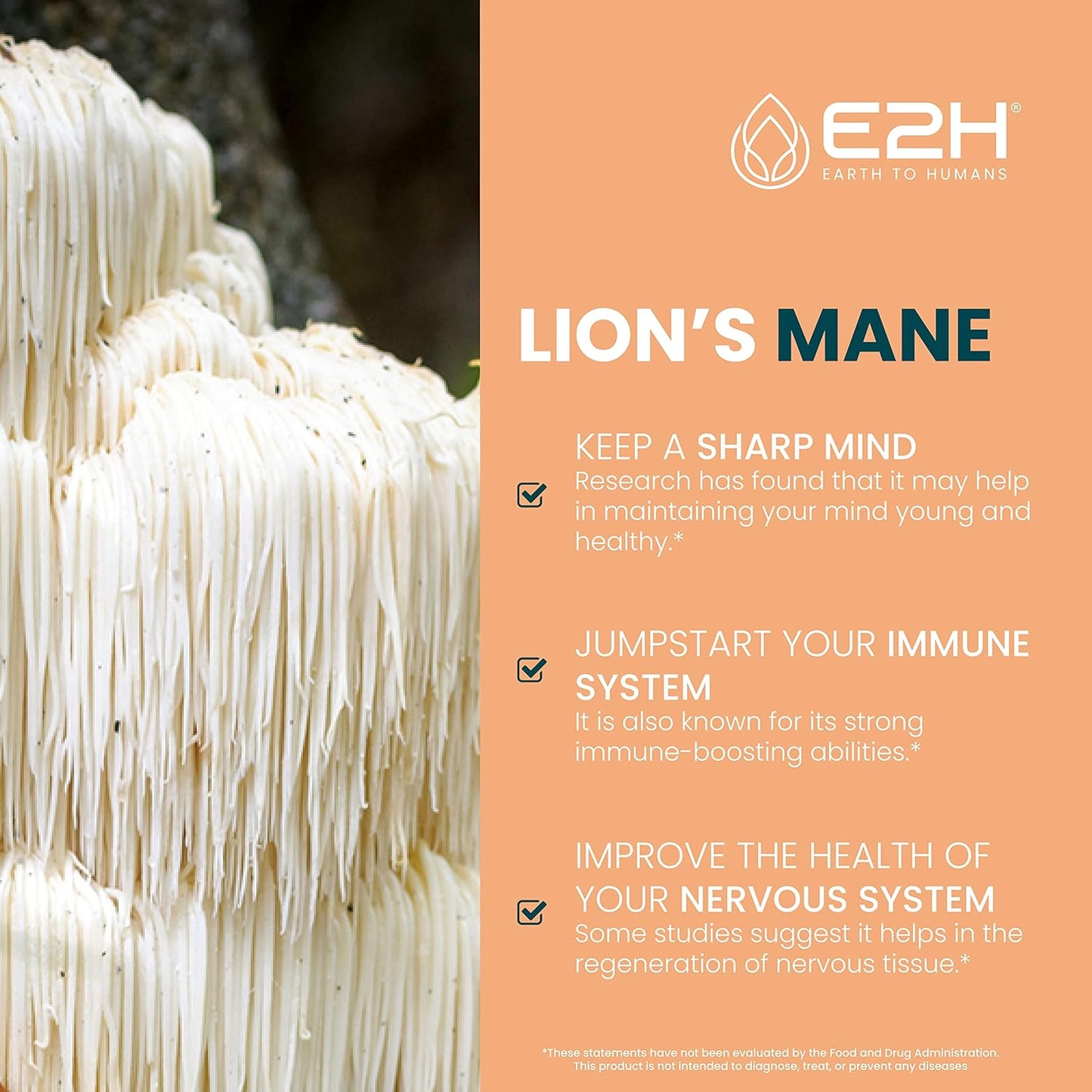 E2H Lions Mane and Turkey Tail Liquid Bundle - Immune Support, Focus, Memory, Clarity - Non-GMO, Vegan - 4 Fl Oz Total